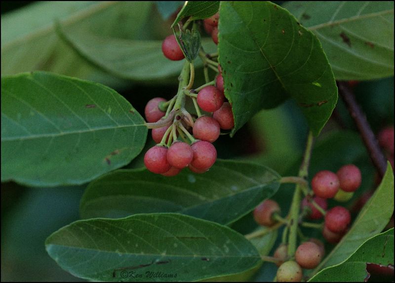 Carolina Buckthorn, Cherokee Co, OK, 7-23-2023_0L0A0382Dz.jpg