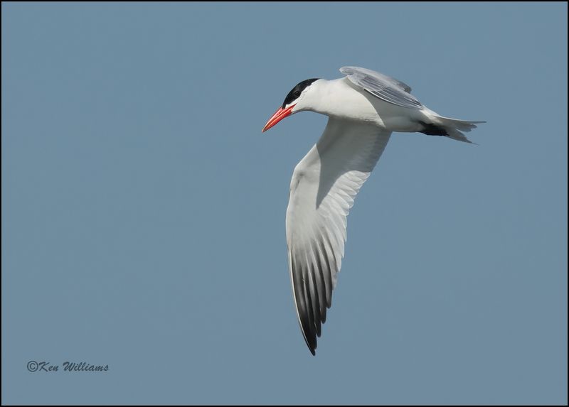 Caspian Tern - breeding plumage, Wagoner Co, OK, 7-23-2023_0L0A0523Dz.jpg