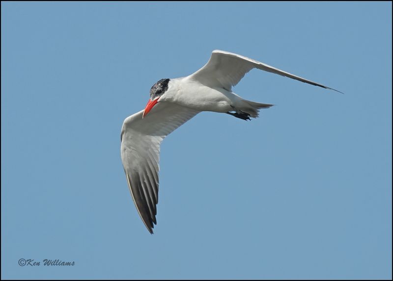Caspian Tern - nonbreeding plumage, Wagoner Co, OK, 7-23-2023_0L0A0524Dz.jpg