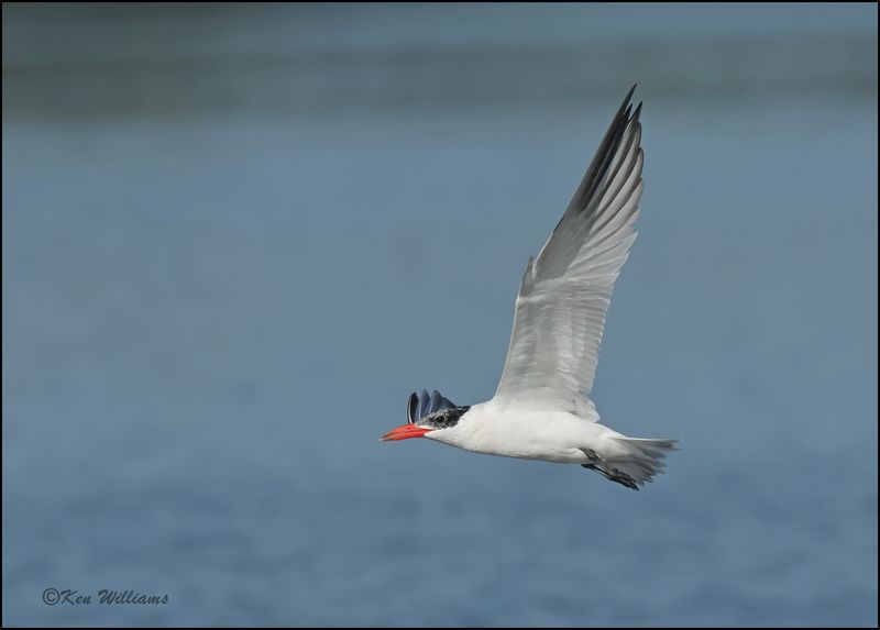 Caspian Tern - nonbreeding plumage, Wagoner Co, OK, 7-23-2023_0L0A0535Dz.jpg