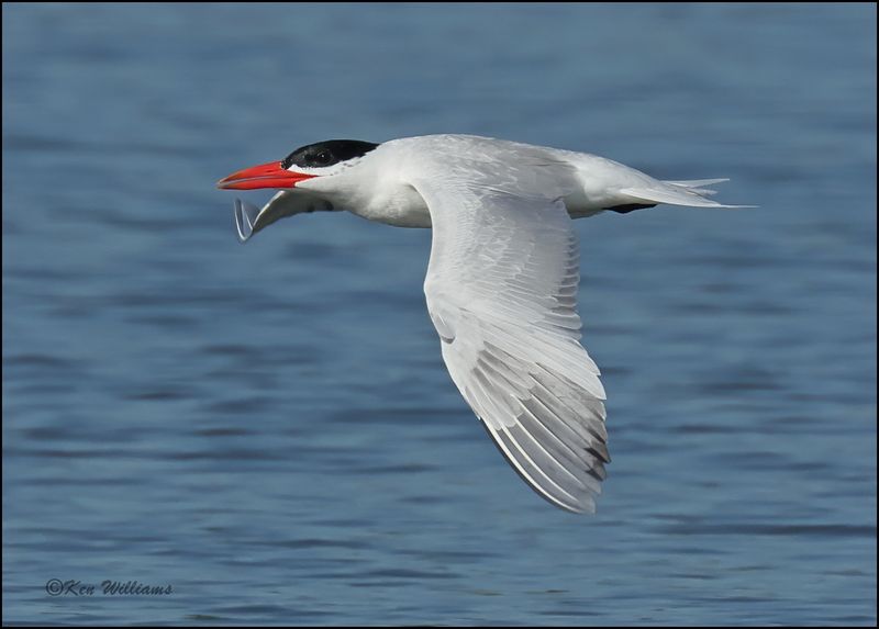 Caspian Tern - breeding plumage, Wagoner Co, OK, 7-23-2023_0L0A0557Dz.jpg
