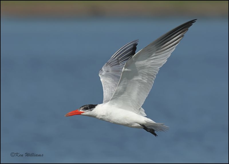 Caspian Tern - nonbreeding plumage, Wagoner Co, OK, 7-23-2023_0L0A0624Dz.jpg