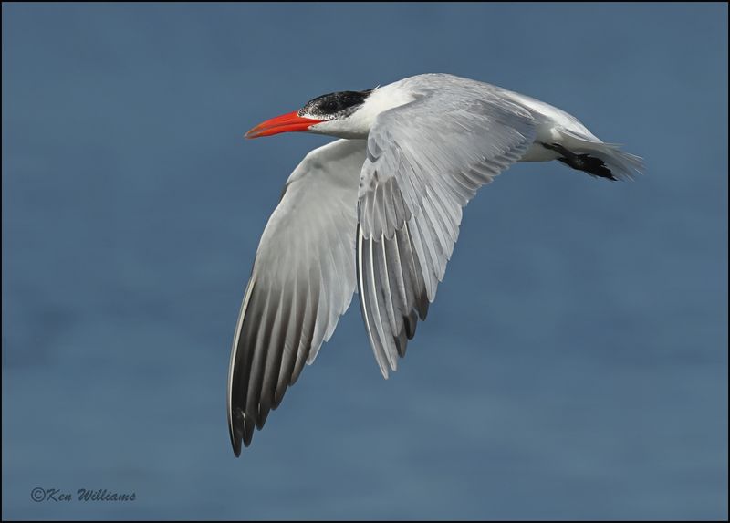 Caspian Tern - nonbreeding plumage, Wagoner Co, OK, 7-23-2023_0L0A0626Dz.jpg