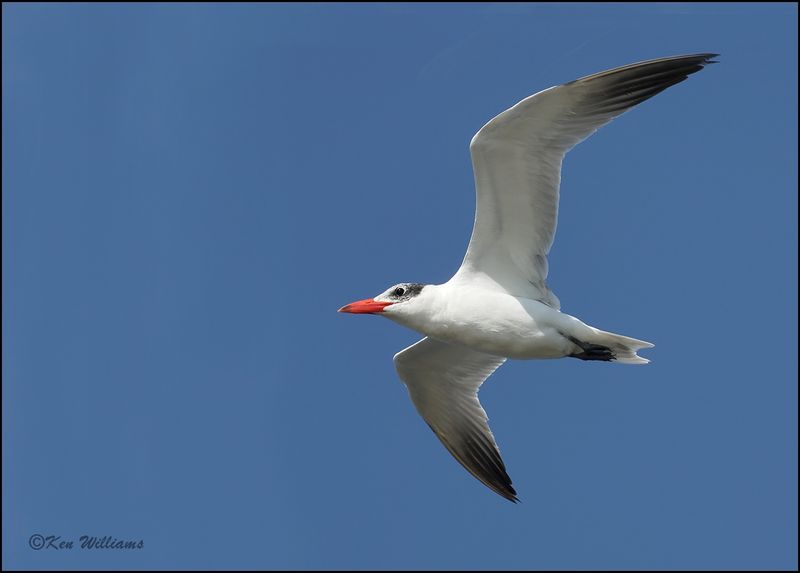Caspian Tern - nonbreeding plumage, Wagoner Co, OK, 7-23-2023_0L0A0774Dsz.jpg