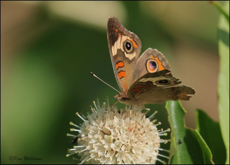 Common Buckeye, Wagoner Co, OK, 7-23-2023_0L0A0831Dz.jpg