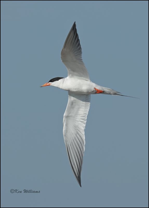 Forster's Tern, Wagoner Co, OK, 7-23-2023_0L0A0483Dz.jpg