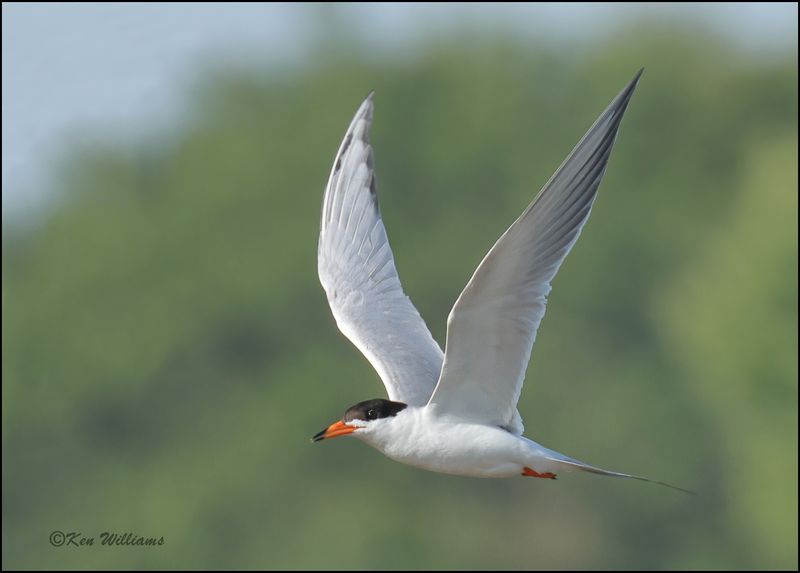 Forster's Tern, Wagoner Co, OK, 7-23-2023az_0L0A0479Dz.jpg