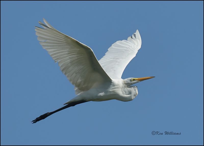 Great Egret, Wagoner Co, OK, 7-23-2023_0L0A0725Dz.jpg