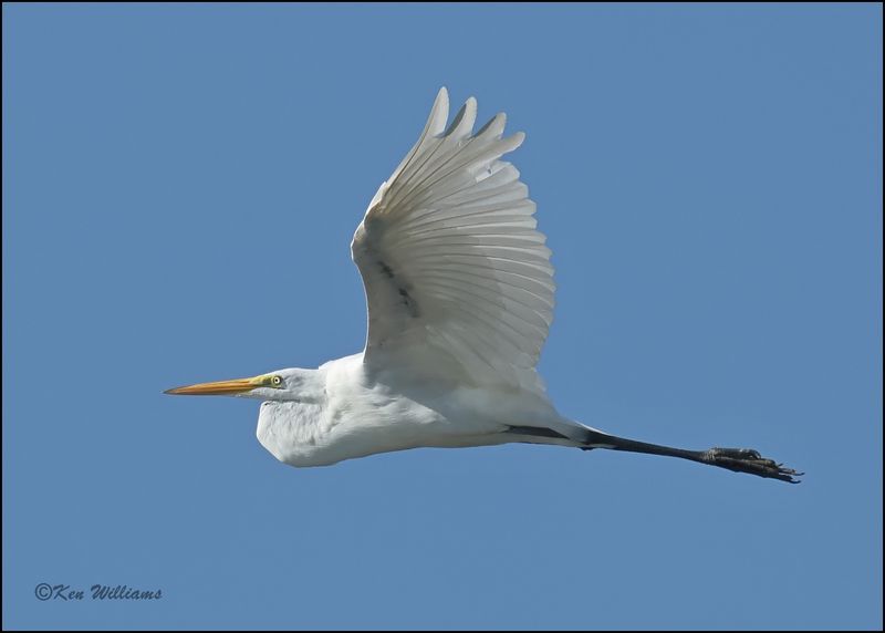 Great Egret