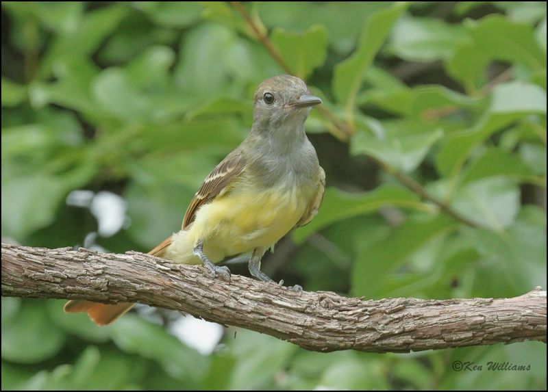 Great-creasted Flycatcher, Rogers Co yard, OK, 7-20-2023_0L0A0236Dz.jpg