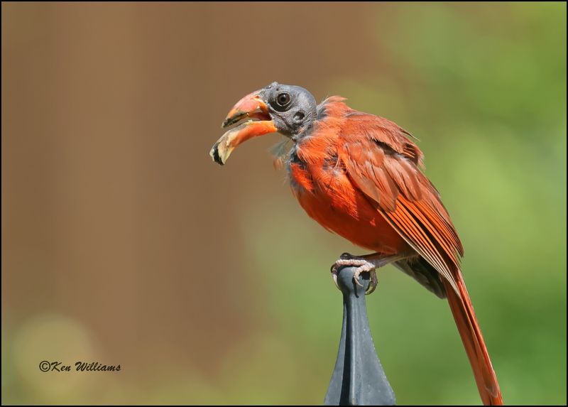 Northern Cardinal male with deformed bill, Rogers Co yard, OK, OK, 6-24-2023_0L0A9997Dz.jpg