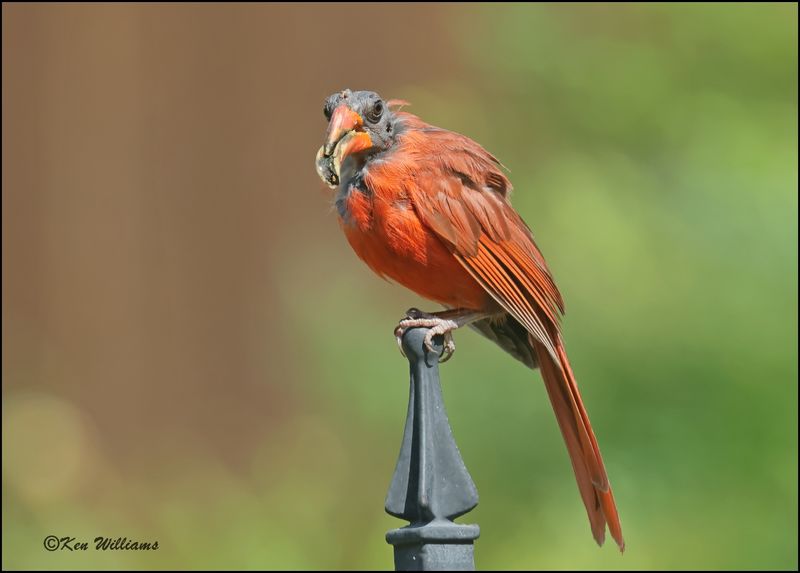 Northern Cardinal male with deformed bill, Rogers Co yard, OK, OK, 6-24-2023_0L0A9999Dz.jpg