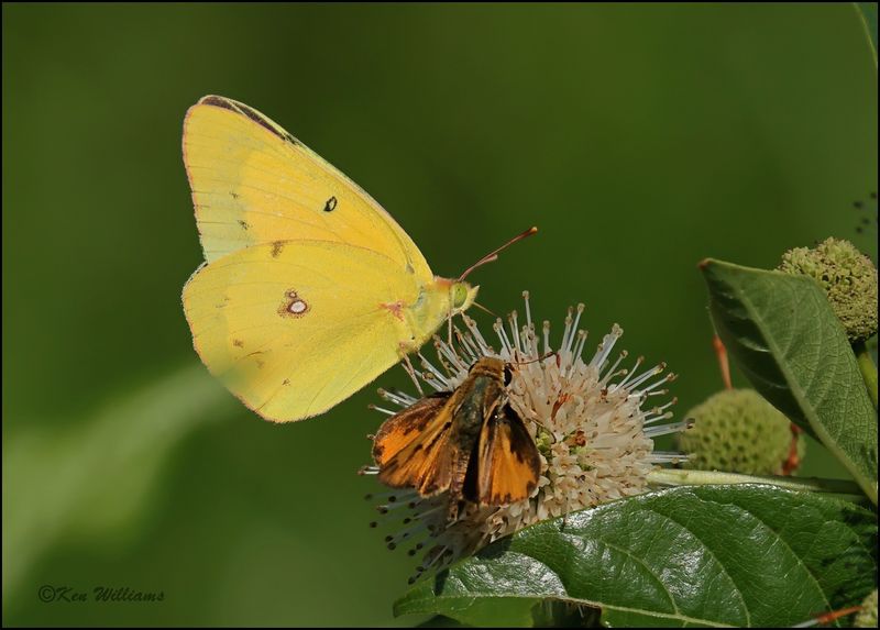 Orange Sulphur