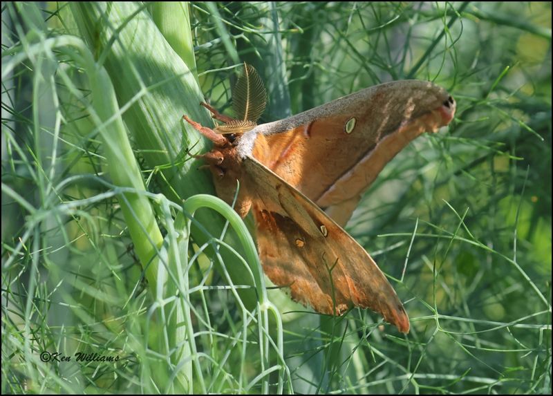 Polyphemus Moth, Antheraea polyphemus, Rogers Co yard, OK, OK, 6-17-2023_0L0A9985Dz.jpg