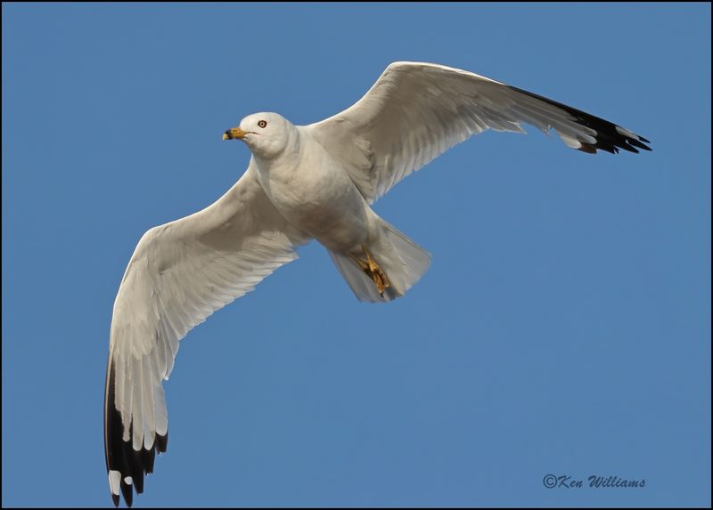 Ring-billed Gull, Wagoner Co, OK, 7-23-2023_0L0A0310Dz.jpg