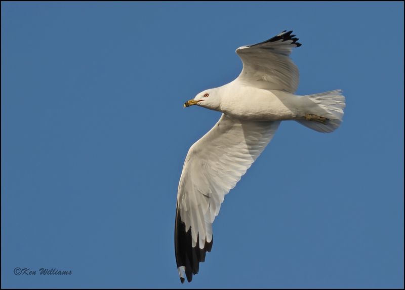 Ring-billed Gull, Wagoner Co, OK, 7-23-2023_0L0A0312Dz.jpg