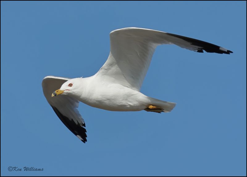 Ring-billed Gull, Wagoner Co, OK, 7-23-2023_0L0A0431Dz.jpg