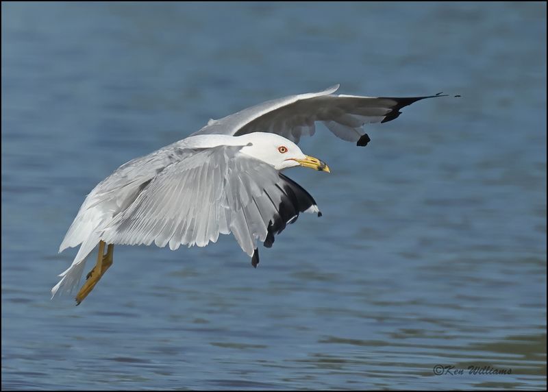 Ring-billed Gull, Wagoner Co, OK, 7-23-2023_0L0A0569Dz.jpg
