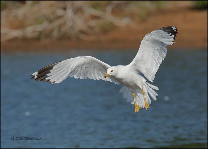 Ring-billed Gull, Wagoner Co, OK, 7-23-2023_0L0A0579Dz.jpg