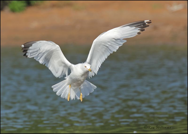 Ring-billed Gull, Wagoner Co, OK, 7-23-2023_0L0A0618Dz.jpg
