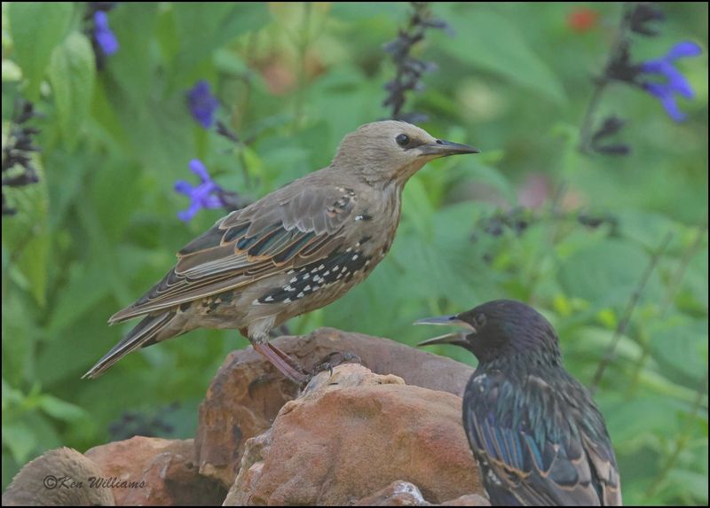 European Starling juvenile, Rogers Co yard, OK, 7-28-2023_0898Dz.jpg