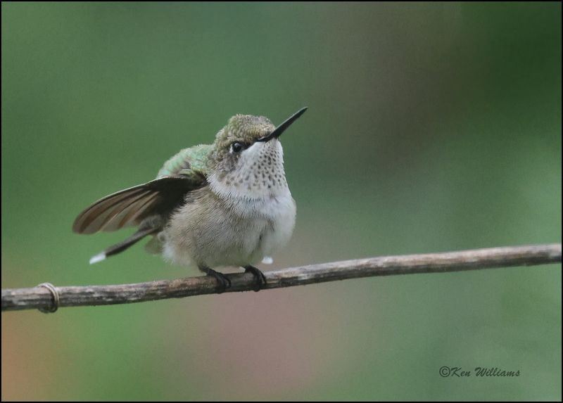 Ruby-throated Hummingbird immature male, Rogers Co yard, OK, 8-6-2023_1011Dz.jpg