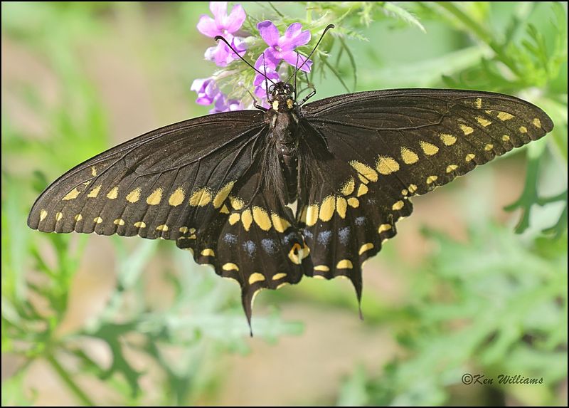 Black-Swallowtail, Rogers Co, yard, OK, 8-10-2023 _0L0A1144Dz.jpg