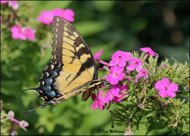 Eastern Tiger Swallowtail, Rogers Co, yard, OK, 8-12-2023 _1391Dz.jpg