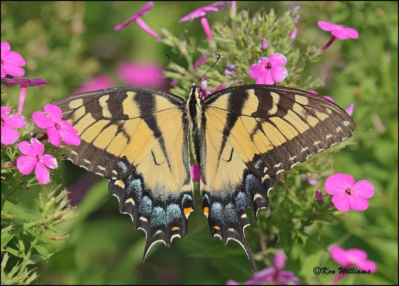 Eastern Tiger Swallowtail, Rogers Co, yard, OK, 8-12-2023 _1408Dz.jpg
