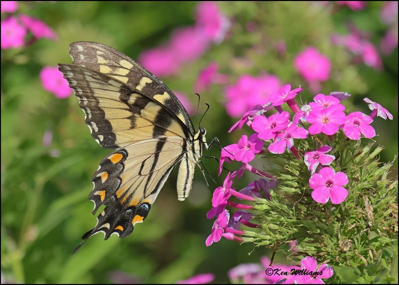 Eastern Tiger Swallowtail, Rogers Co, yard, OK, 8-12-2023 _1426Dz.jpg