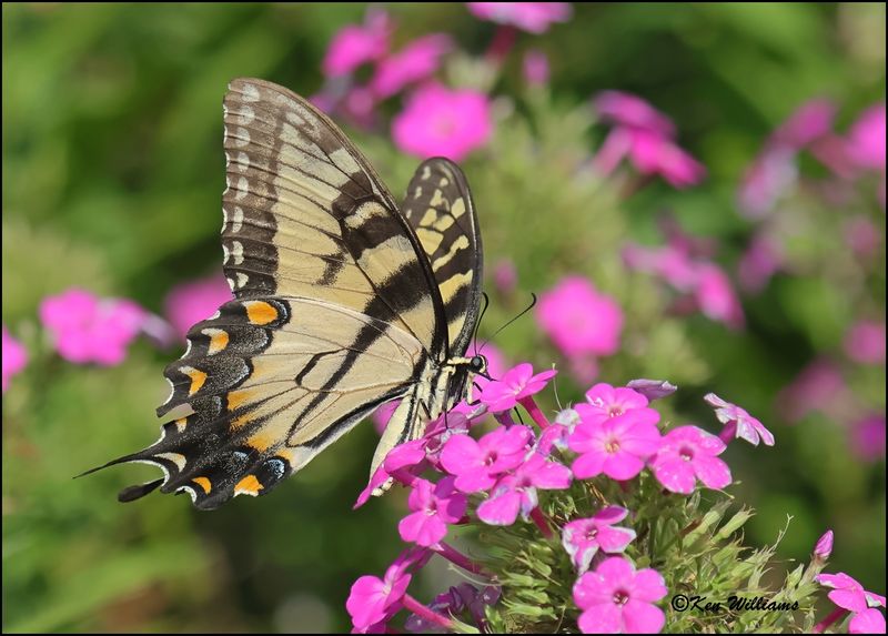 Eastern Tiger Swallowtail, Rogers Co, yard, OK, 8-12-2023 _1428Dz.jpg