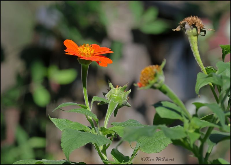 Mexican Sunflower, Rogers Co, yard, OK, 8-10-2023 _0L0A1163Dz.jpg