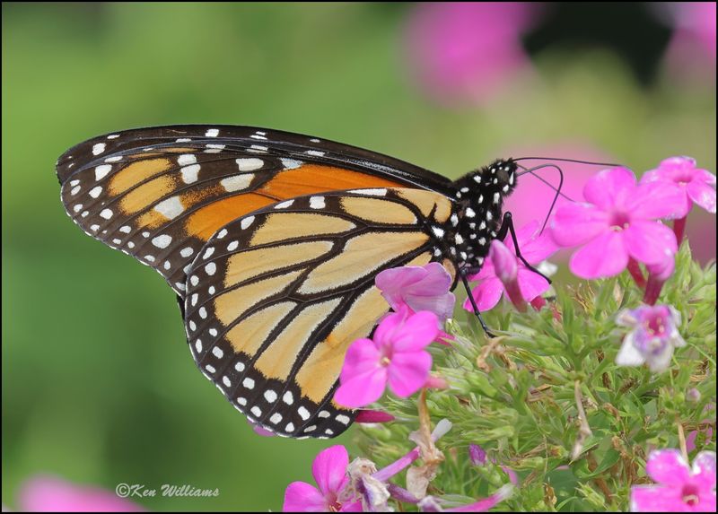 Monarch, Rogers Co, yard, OK, 8-12-2023_0L0A1236Dz.jpg