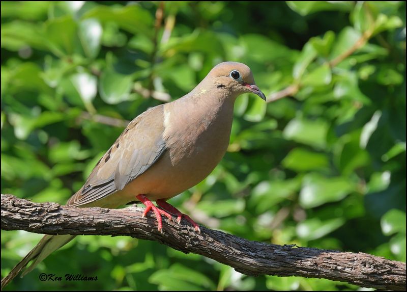 Mourning Dove, Rogers Co, yard, OK, 8-10-2023 _0L0A1132Dz.jpg