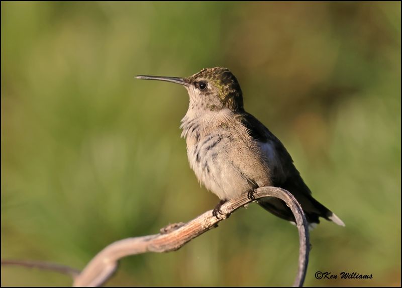 Ruby-throated Hummingbird immature male, Rogers Co, yard, OK, 8-10-2023 _0L0A1079Dz.jpg