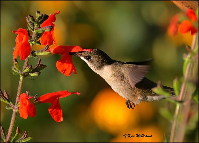 Ruby-throated Hummingbird immature male, Rogers Co, yard, OK, 8-10-2023 _0L0A1103Dz.jpg