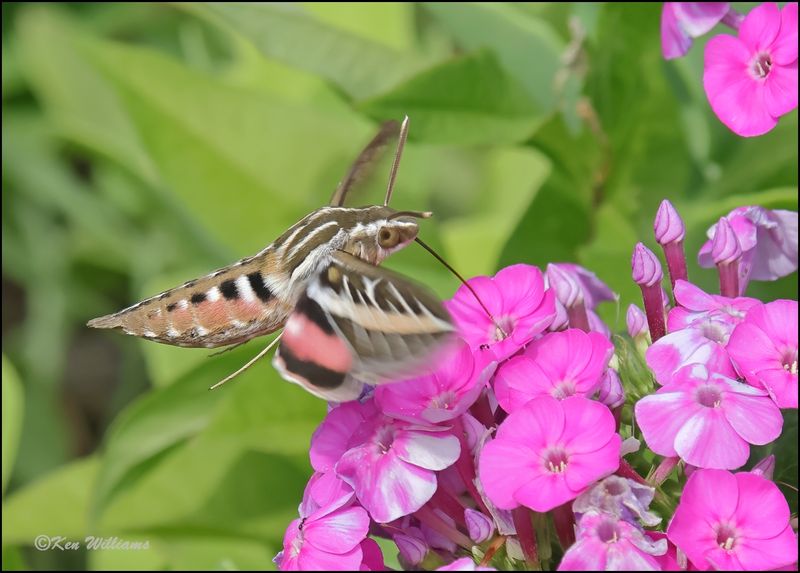 White-lined Sphinx, Rogers Co, yard, OK, 8-12-2023_0L0A1292Dz.jpg