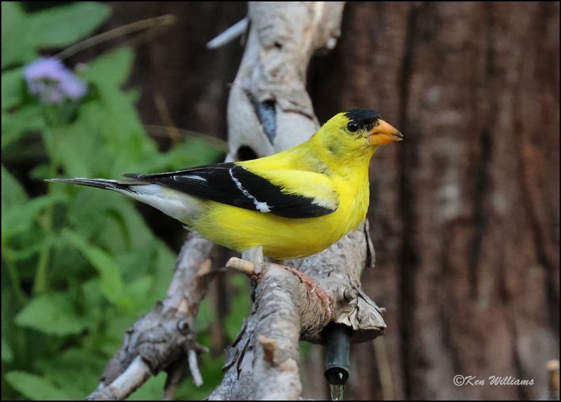 American Goldfinch male, Rogers Co yard, OK, 8-13-2023_IMG_1793Dz.jpg