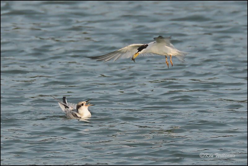 Least Tern fledgling & adult, Muskogee Co, OK, 8-19-2023_2985Dz.jpg