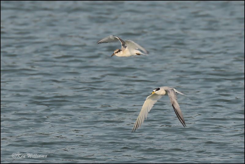Least Tern fledgling & adult, Muskogee Co, OK, 8-19-2023_2995Dz.jpg