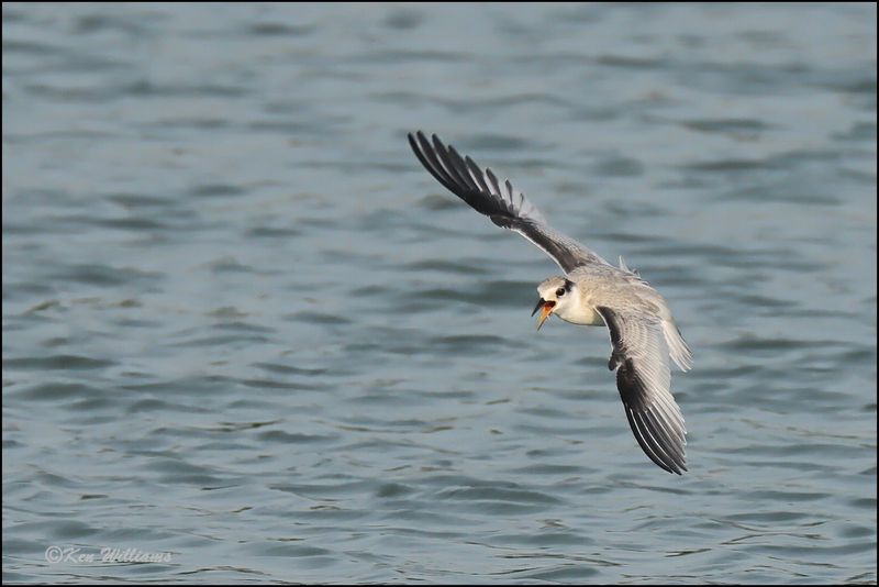 Least Tern fledgling, Muskogee Co, OK, 8-19-2023_3022Dz.jpg