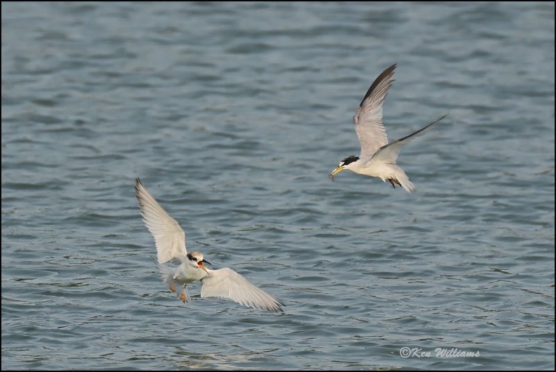 Least Tern fledgling & adult, Muskogee Co, OK, 8-19-2023_3030Dz.TIF