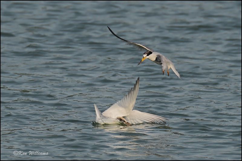 Least Tern fledgling & adult, Muskogee Co, OK, 8-19-2023_3032Dz.jpg