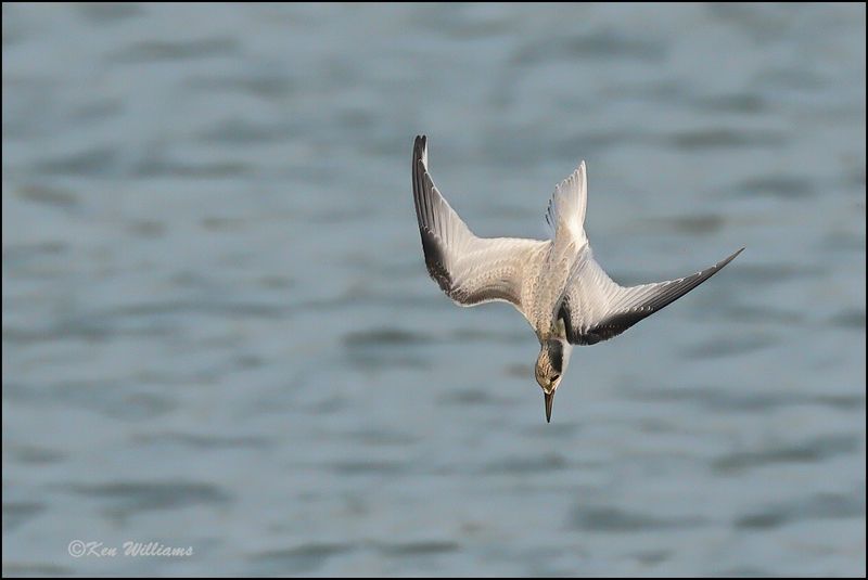Least Tern fledgling, Muskogee Co, OK, 8-19-2023_3039Dz.jpg