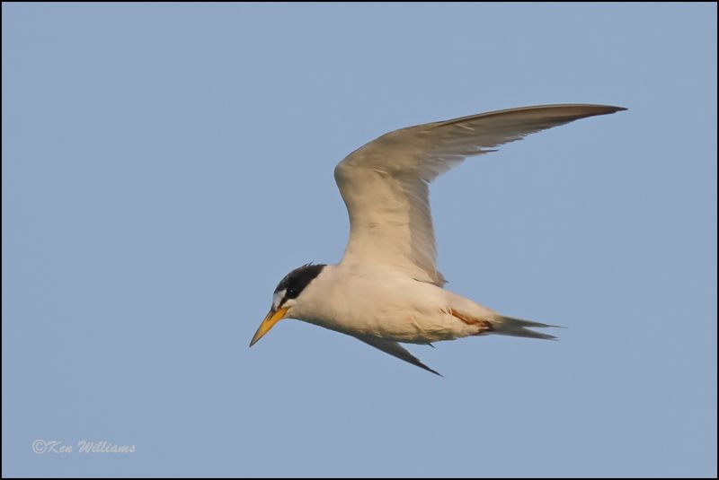 Least Tern Interior adult, Muskogee Co, OK, 8-19-2023_2170Dz.jpg