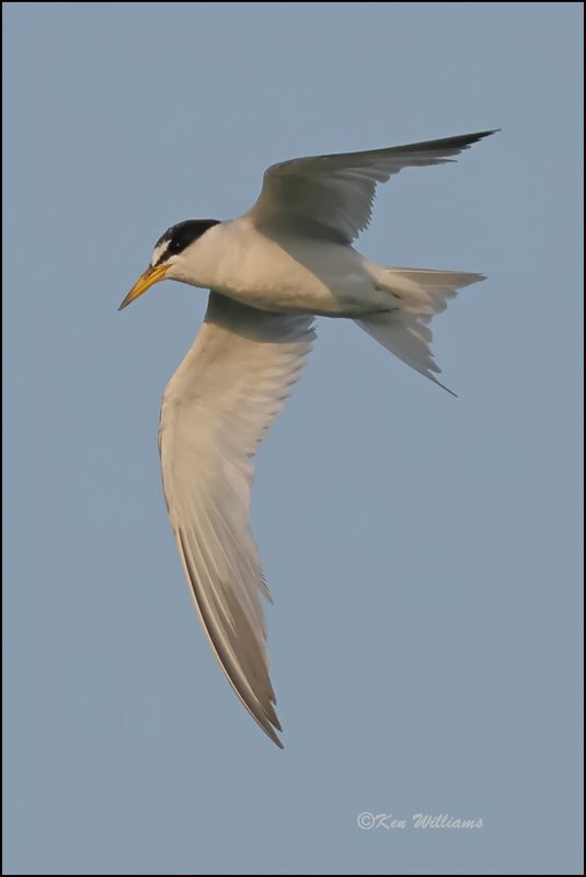 Least Tern Interior adult, Muskogee Co, OK, 8-19-2023_2373Dz.jpg