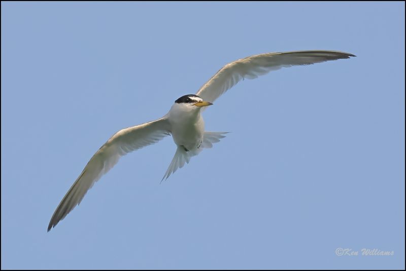 Least Tern Interior adult, Muskogee Co, OK, 8-19-2023_2631Dz.jpg