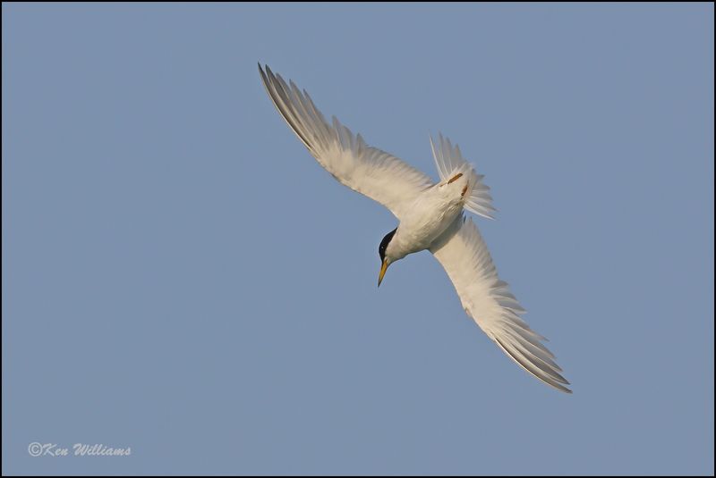 Least Tern Interior adult, Muskogee Co, OK, 8-19-2023_2760Dz.jpg