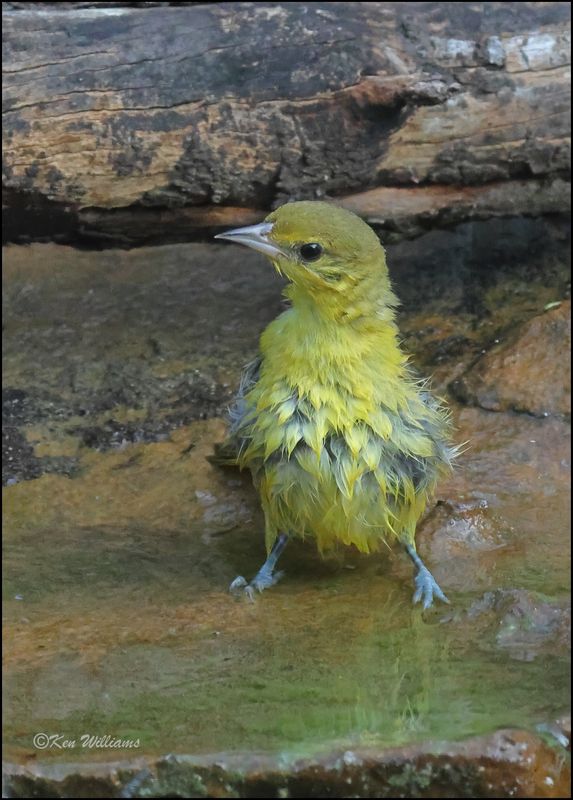 Orchard Oriole female, Rogers Co yard, OK, 8-13-2023_1634Dz.jpg