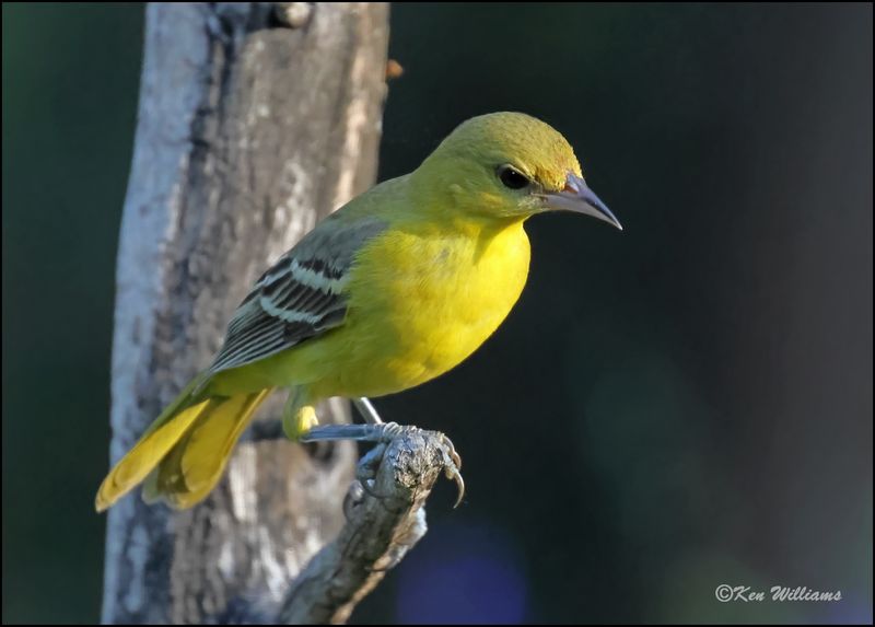 Orchard Oriole female, Rogers Co yard, OK, 8-13-2023_1685Dz.jpg